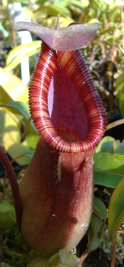 N. ventricosa X trusmadiensis N. ventricosa X trusmadiensis